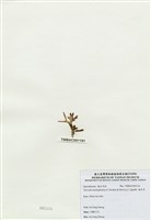 藏品(海木耳)的圖片